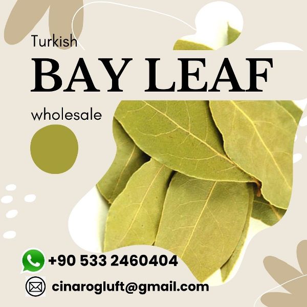 Turkish Bay Leaf; Dried Laurel Leaves
