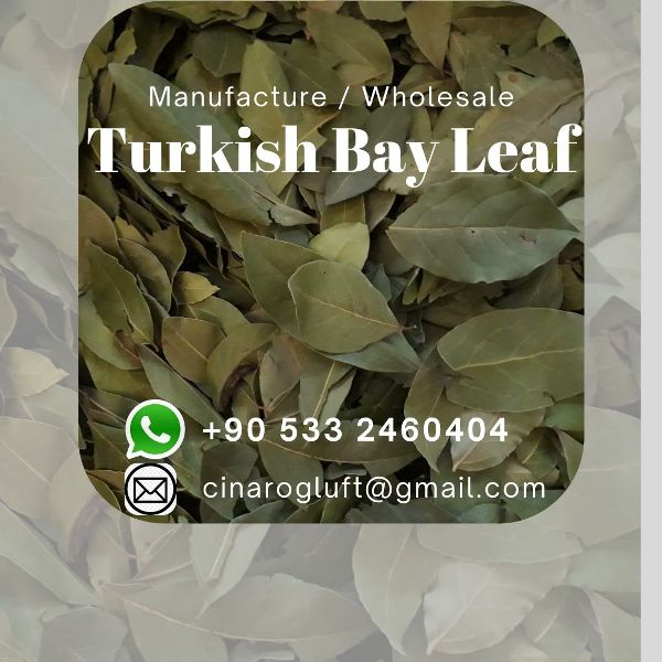 Turkish Laurel Leaf