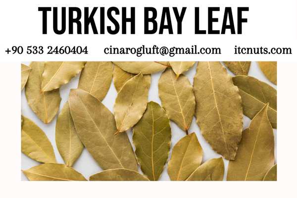 Dried bay leaves in arabic (awraq al-ghar - أوراق الغار) or laurel leaves (waraq al-loori - ورق اللوري) used in Middle Eastern cooking.