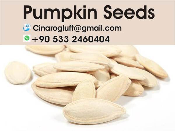 export pumpkin seeds